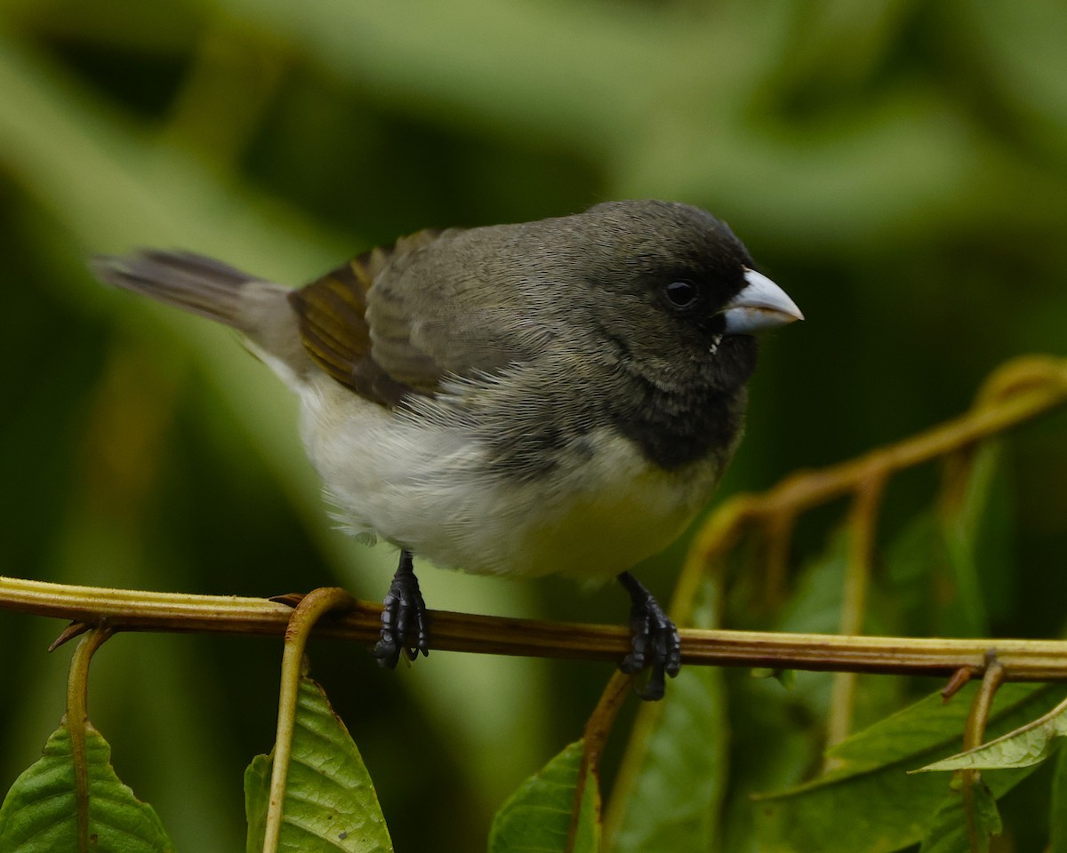 Sporophile à ventre jaune - ML644898108