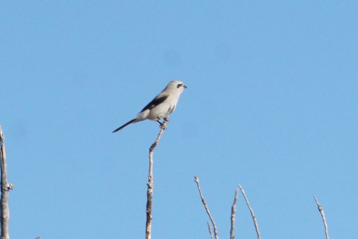 ťuhýk severní - ML644898109