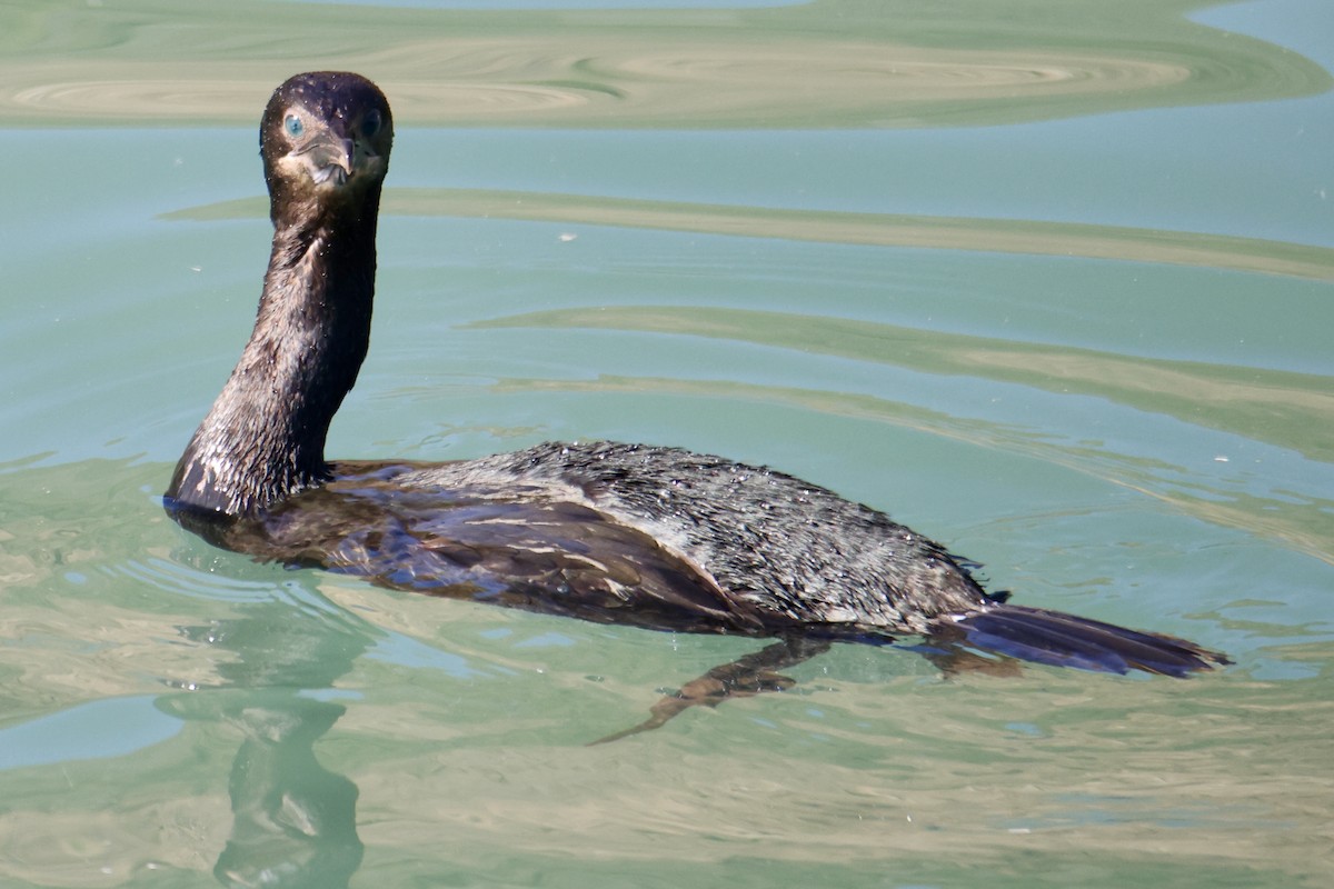 Brandt's Cormorant - ML644898111