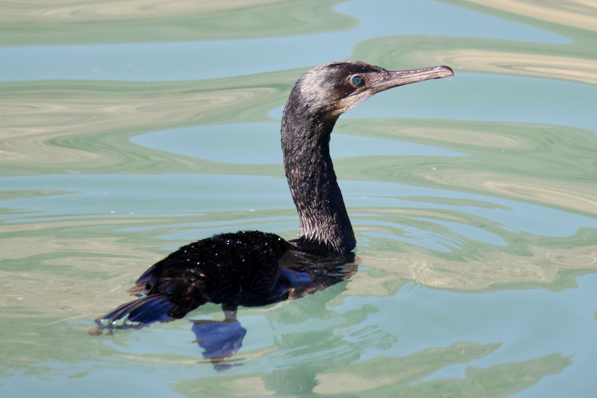 Brandt's Cormorant - ML644898112