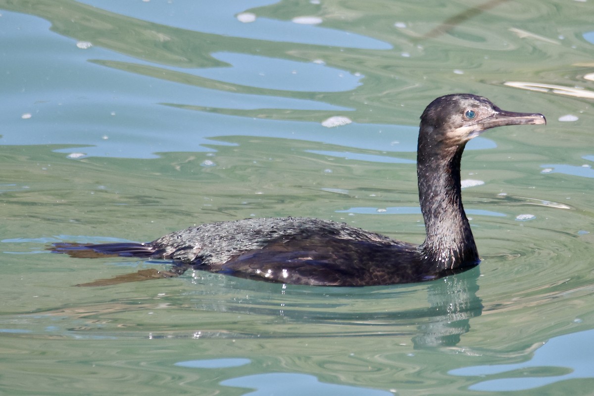 Brandt's Cormorant - ML644898113