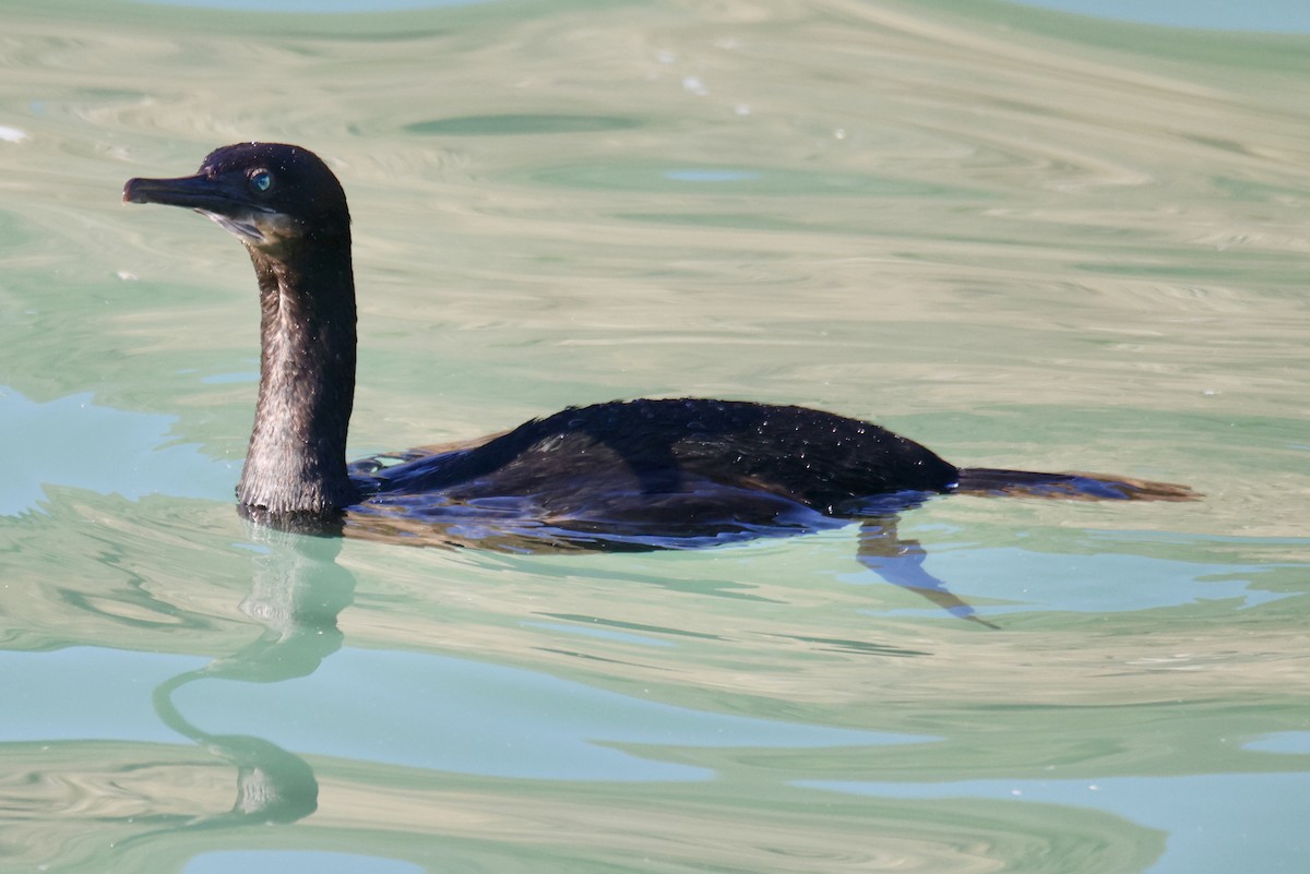 Brandt's Cormorant - ML644898114