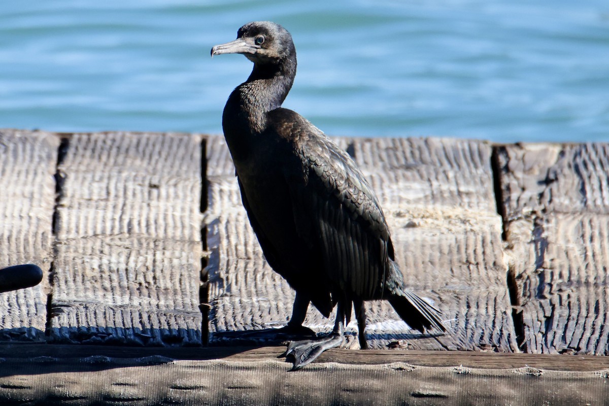 Brandt's Cormorant - ML644898115
