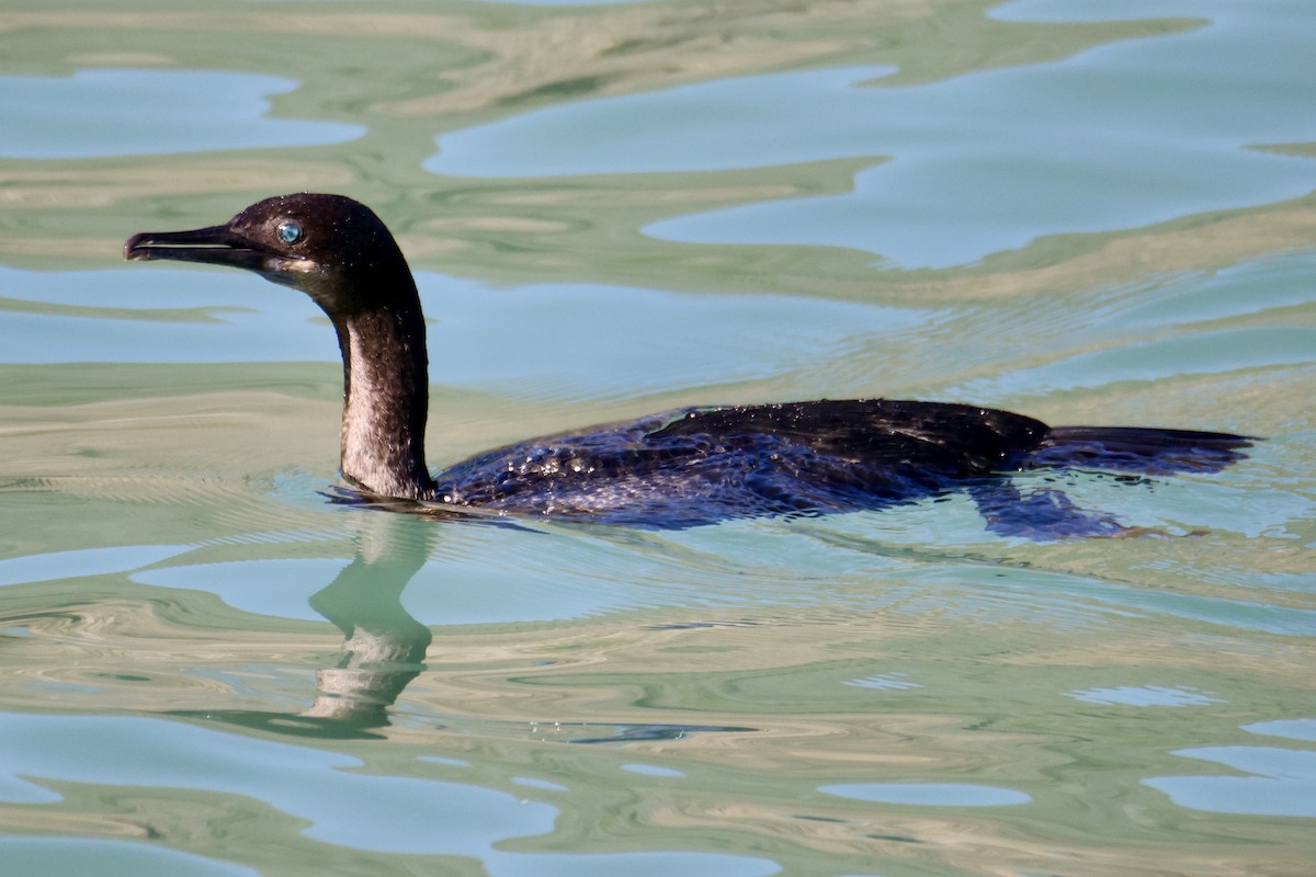 Brandt's Cormorant - ML644898116