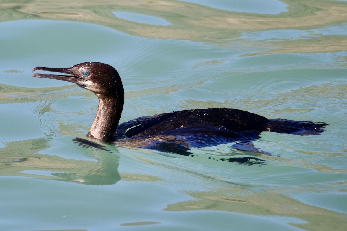 Brandt's Cormorant - ML644898117