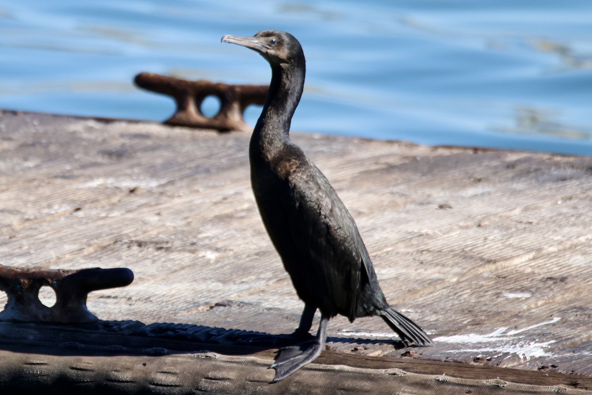 Brandt's Cormorant - ML644898118