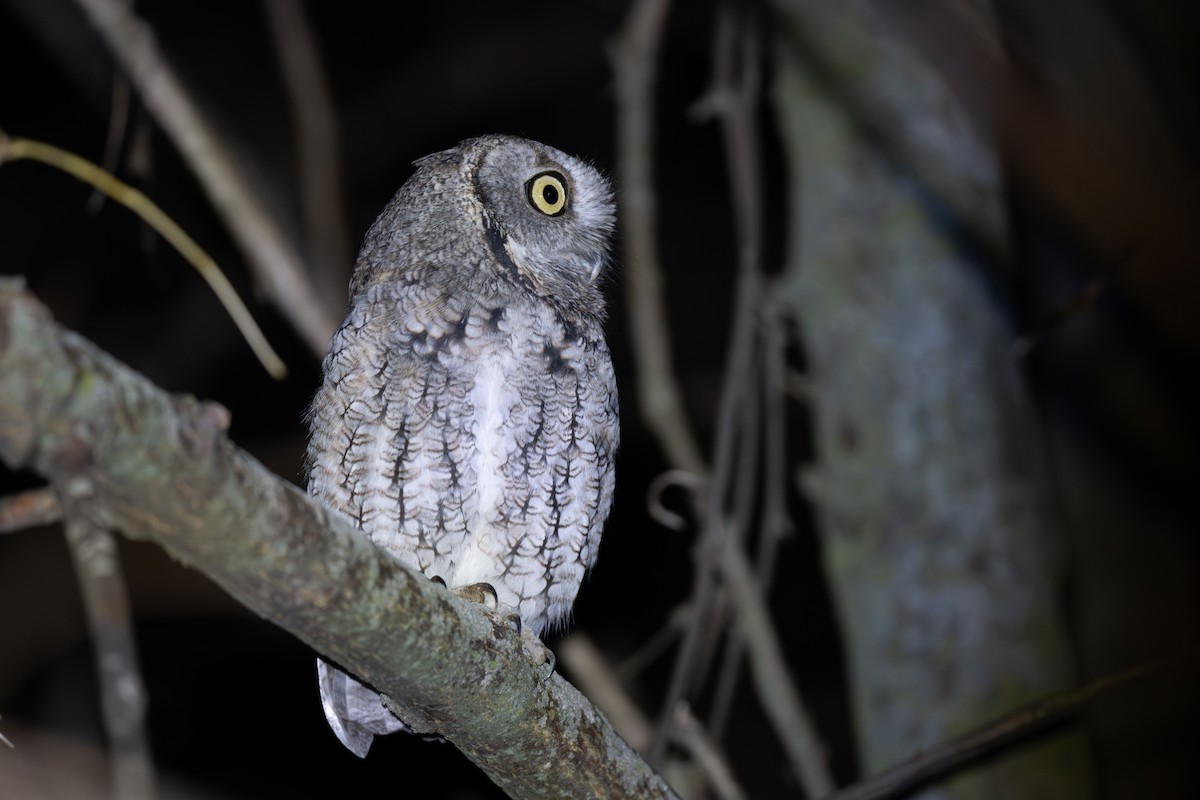 Eastern Screech-Owl - ML644898119