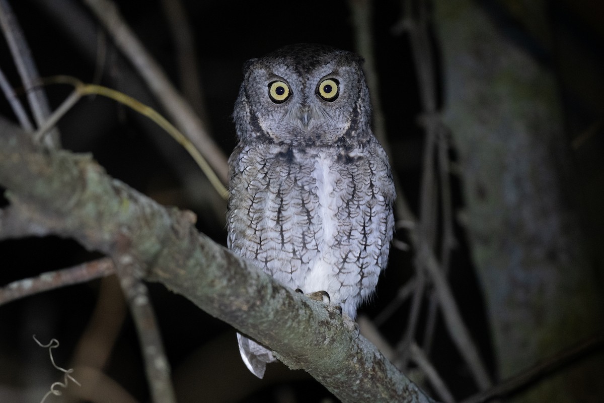 Eastern Screech-Owl - ML644898122