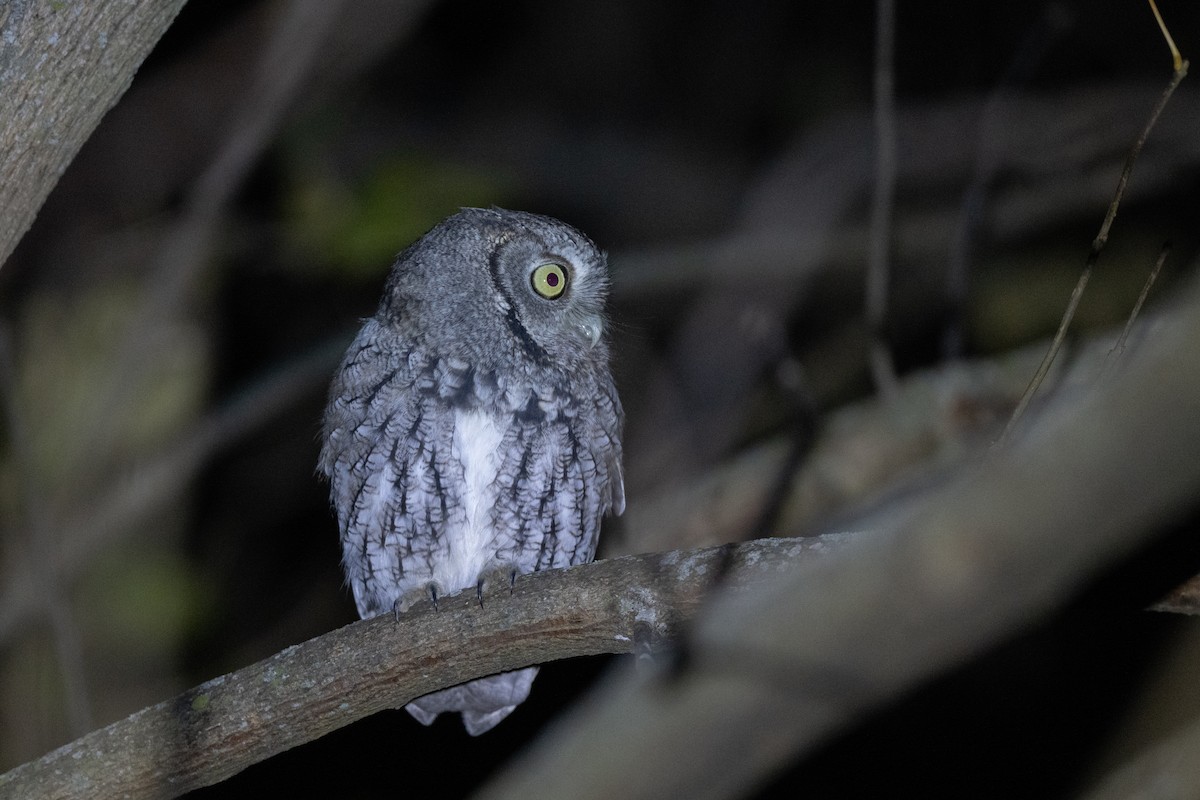 Eastern Screech-Owl - ML644898123