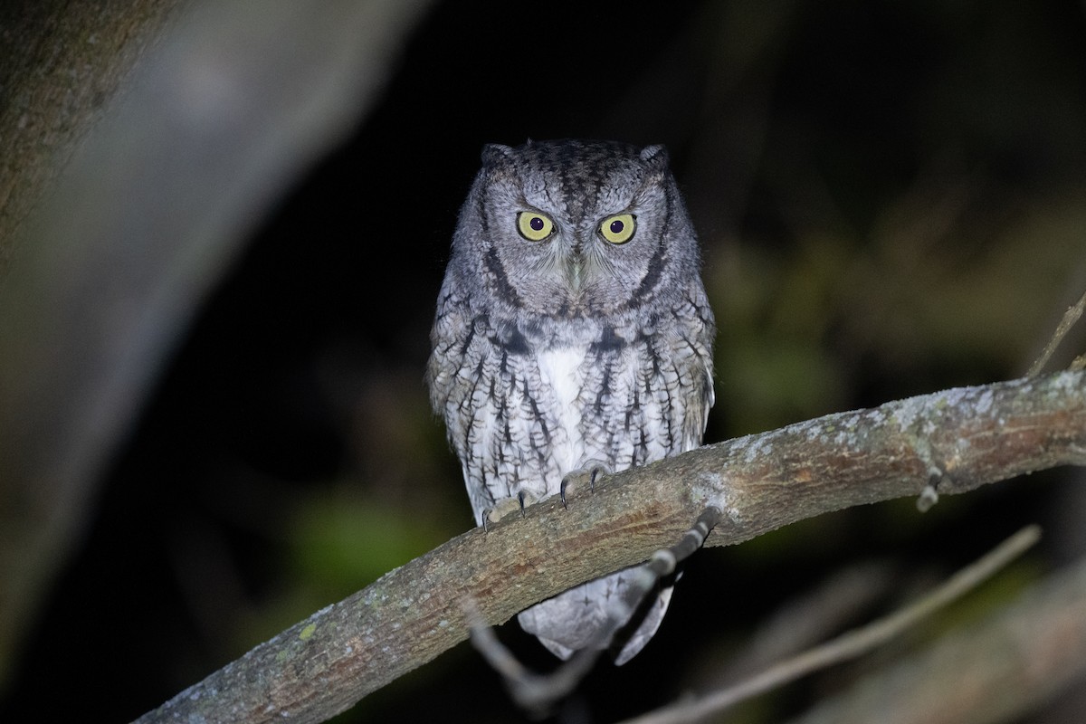 Eastern Screech-Owl - ML644898126