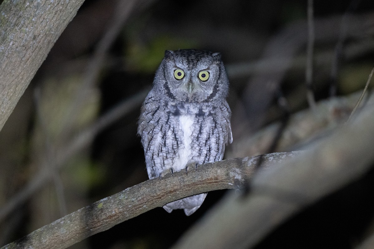 Eastern Screech-Owl - ML644898127
