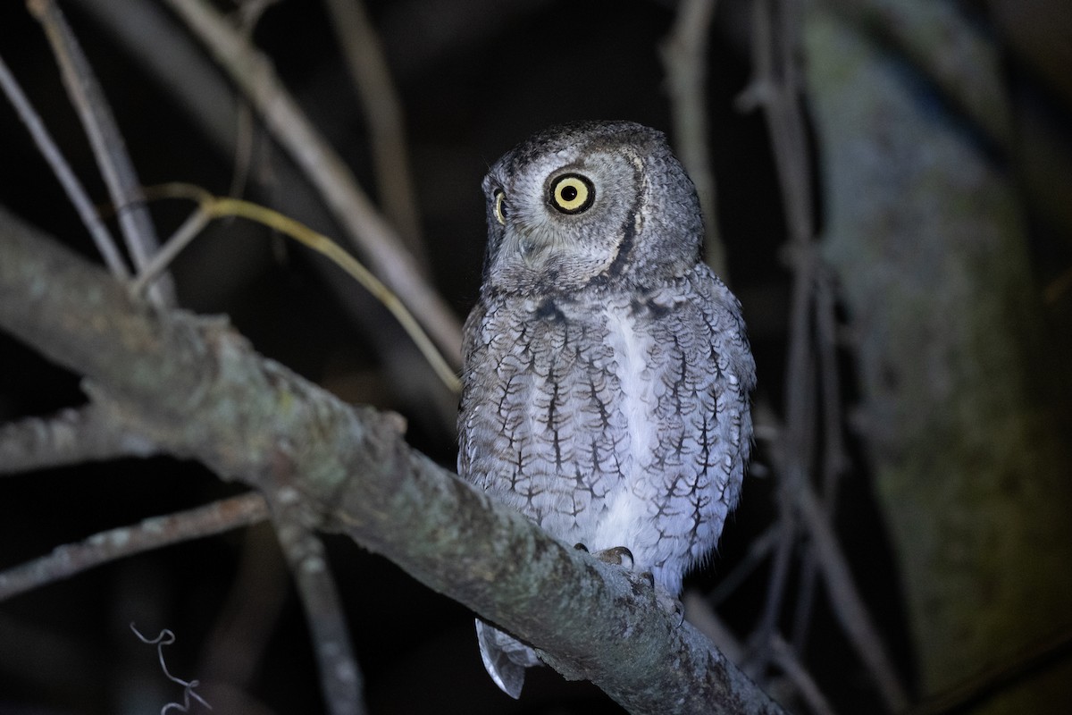 Eastern Screech-Owl - ML644898128