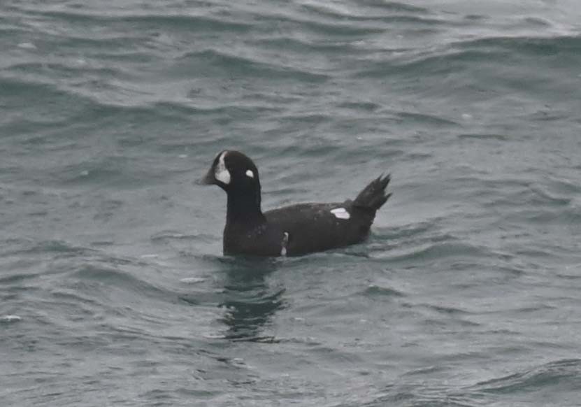 Harlequin Duck - ML644898138