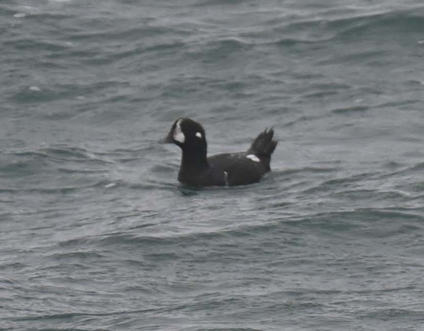 Harlequin Duck - ML644898139