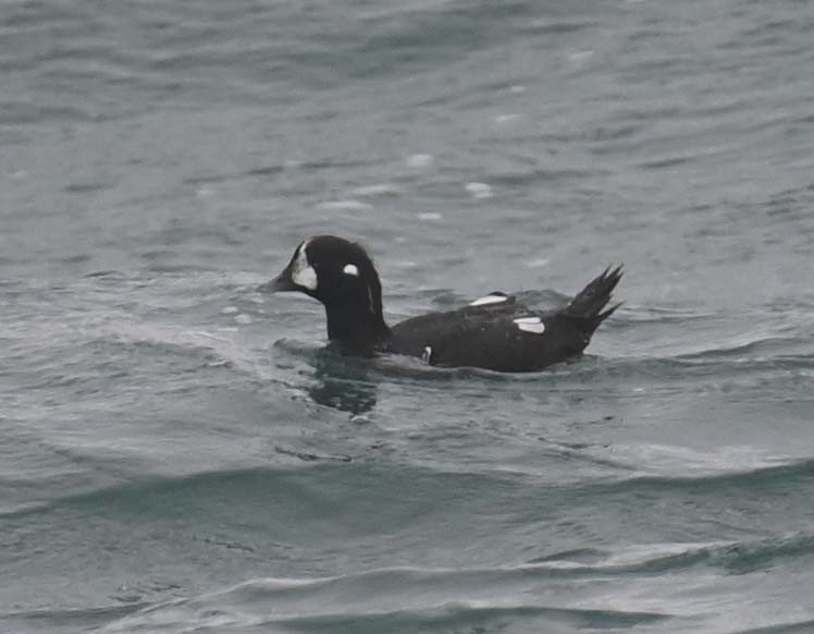 Harlequin Duck - ML644898140