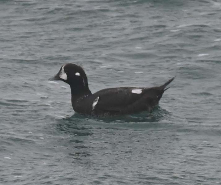 Harlequin Duck - ML644898141