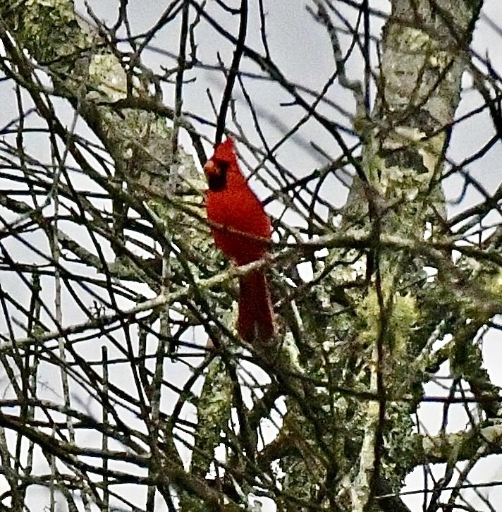 Northern Cardinal - ML644898150