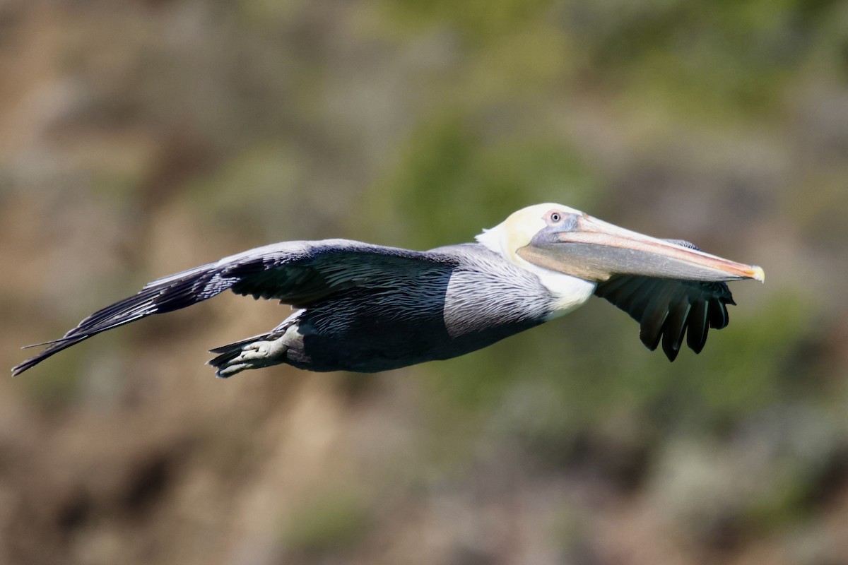 Brown Pelican - ML644898183