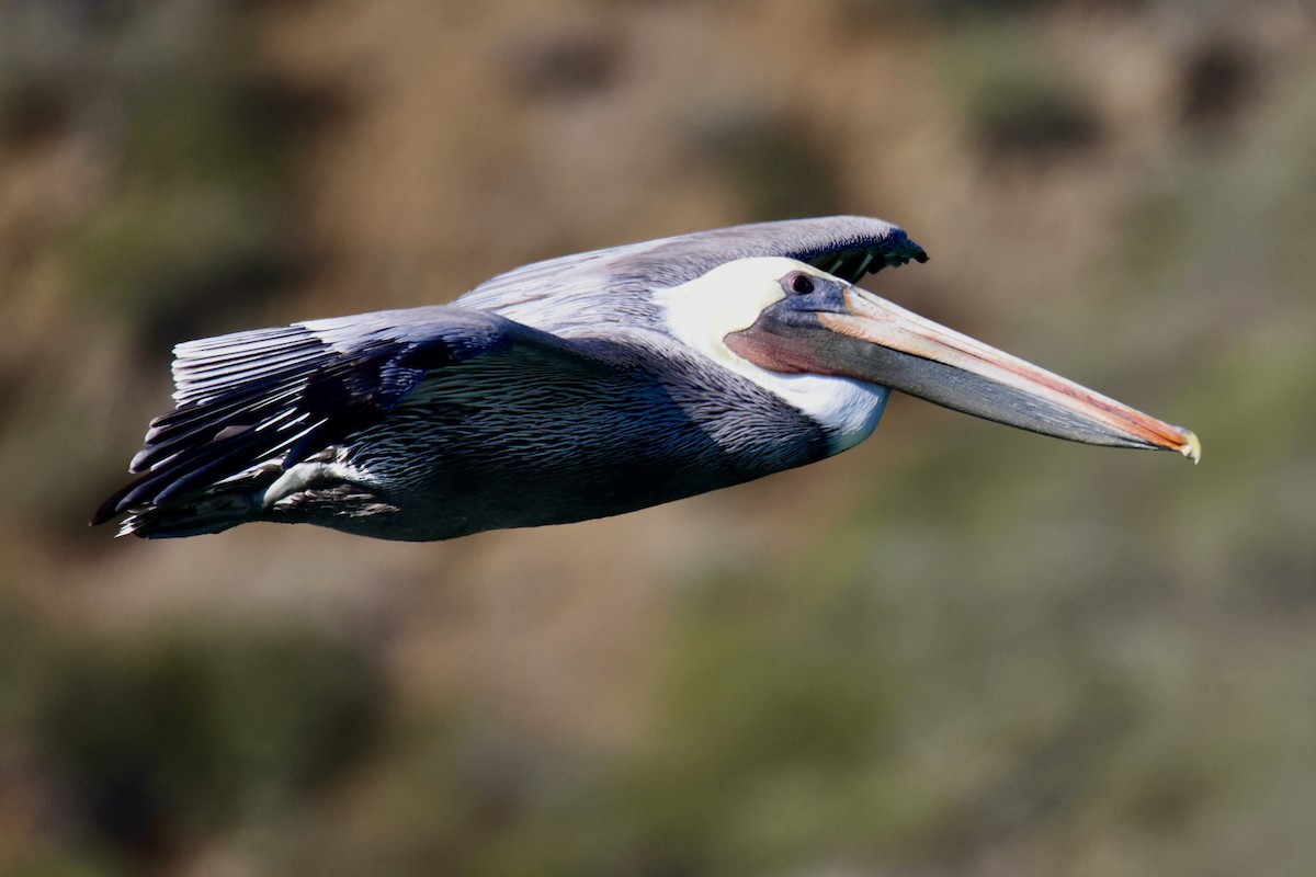 Brown Pelican - ML644898184
