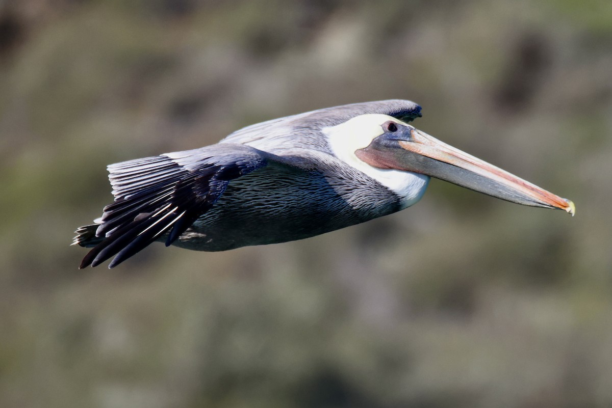 Brown Pelican - ML644898185