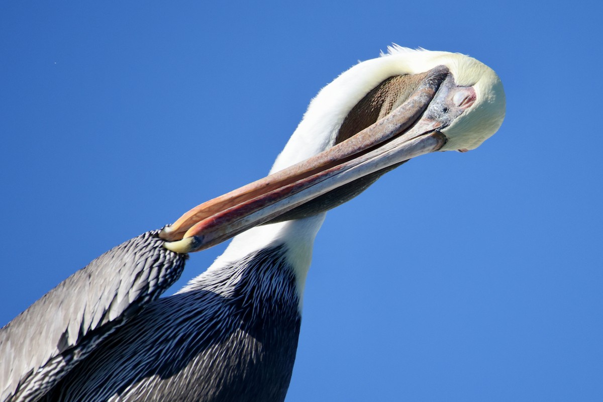 Brown Pelican - ML644898186