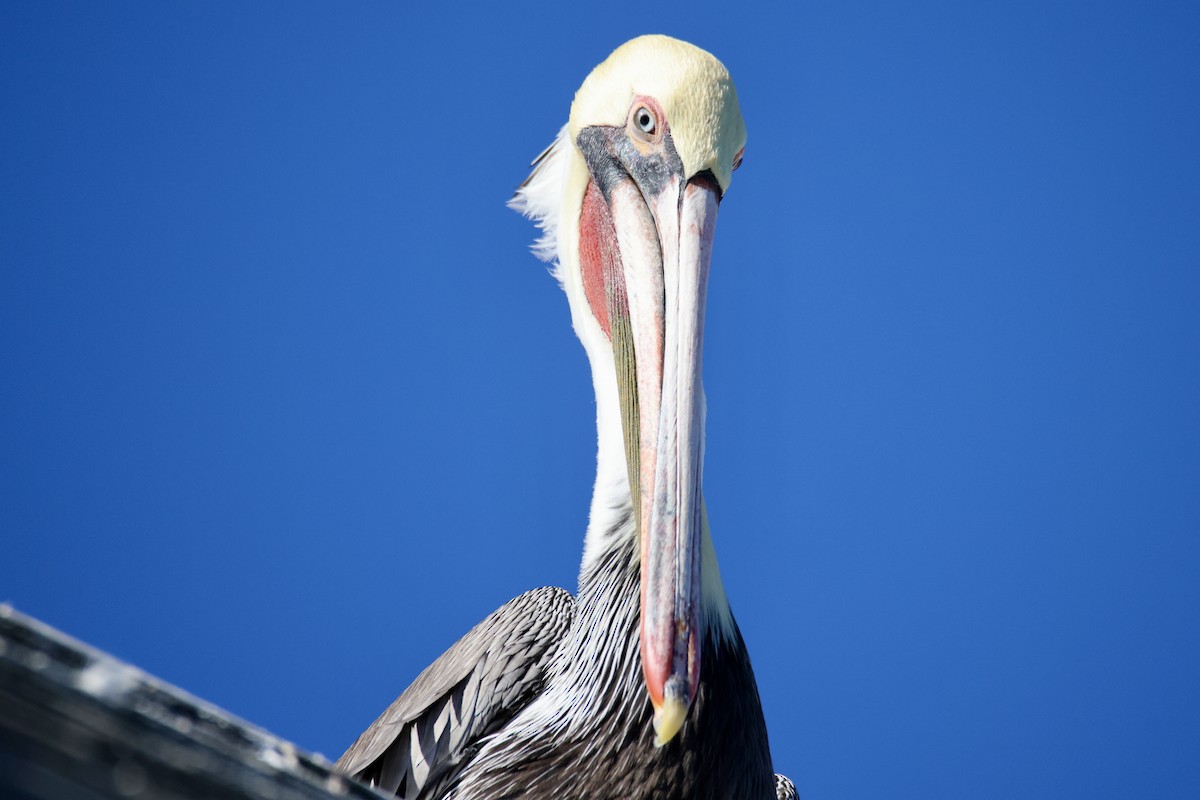 Brown Pelican - ML644898187