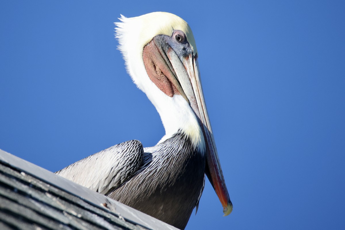 Brown Pelican - ML644898188