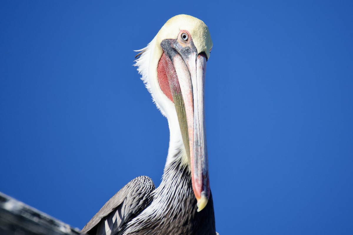 Brown Pelican - ML644898189