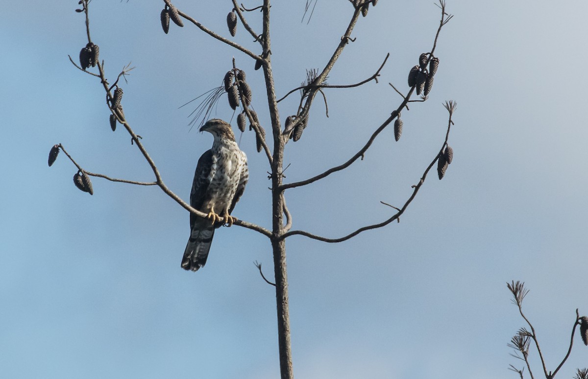 Schopfwespenbussard - ML644898195