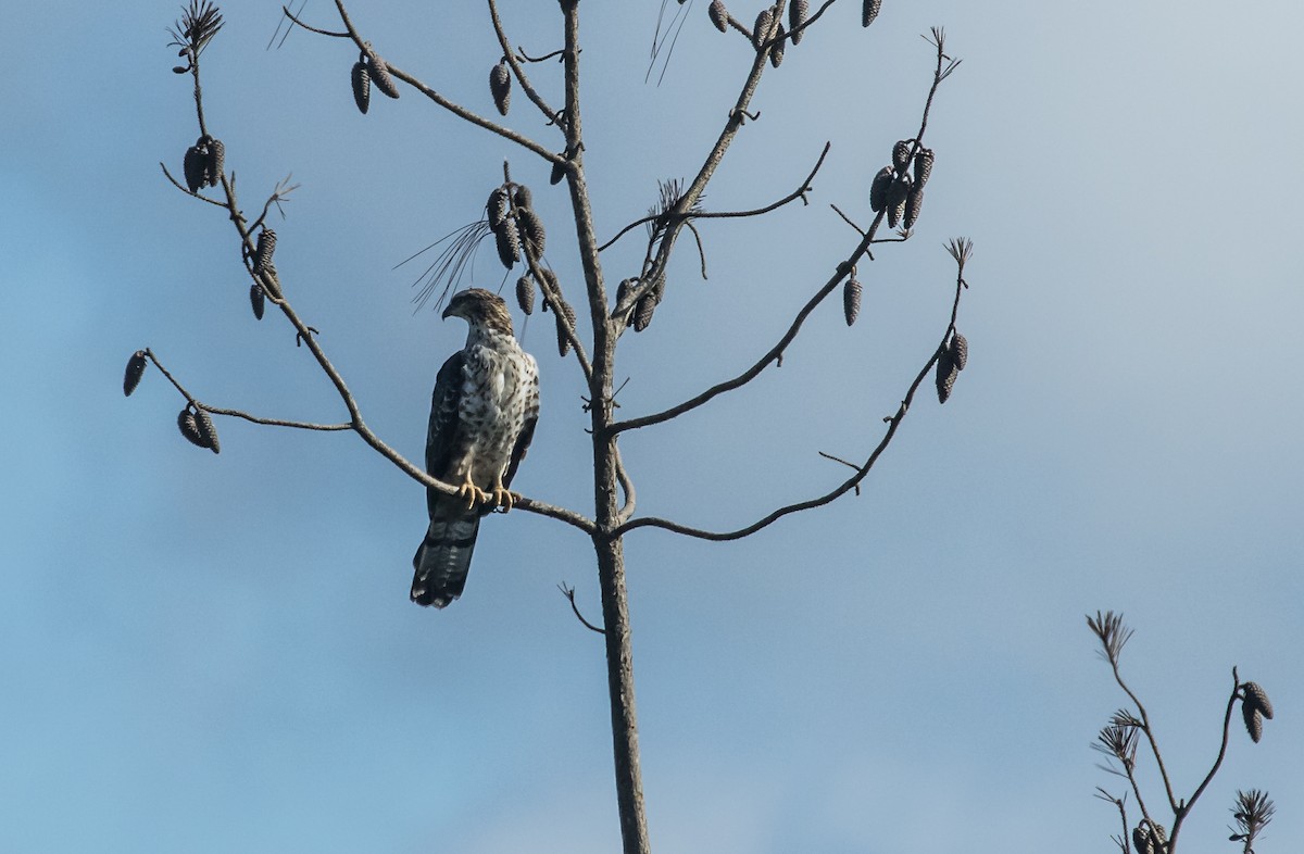 Schopfwespenbussard - ML644898196