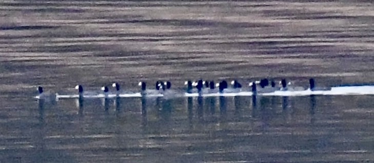 American Coot (Red-shielded) - ML644898197