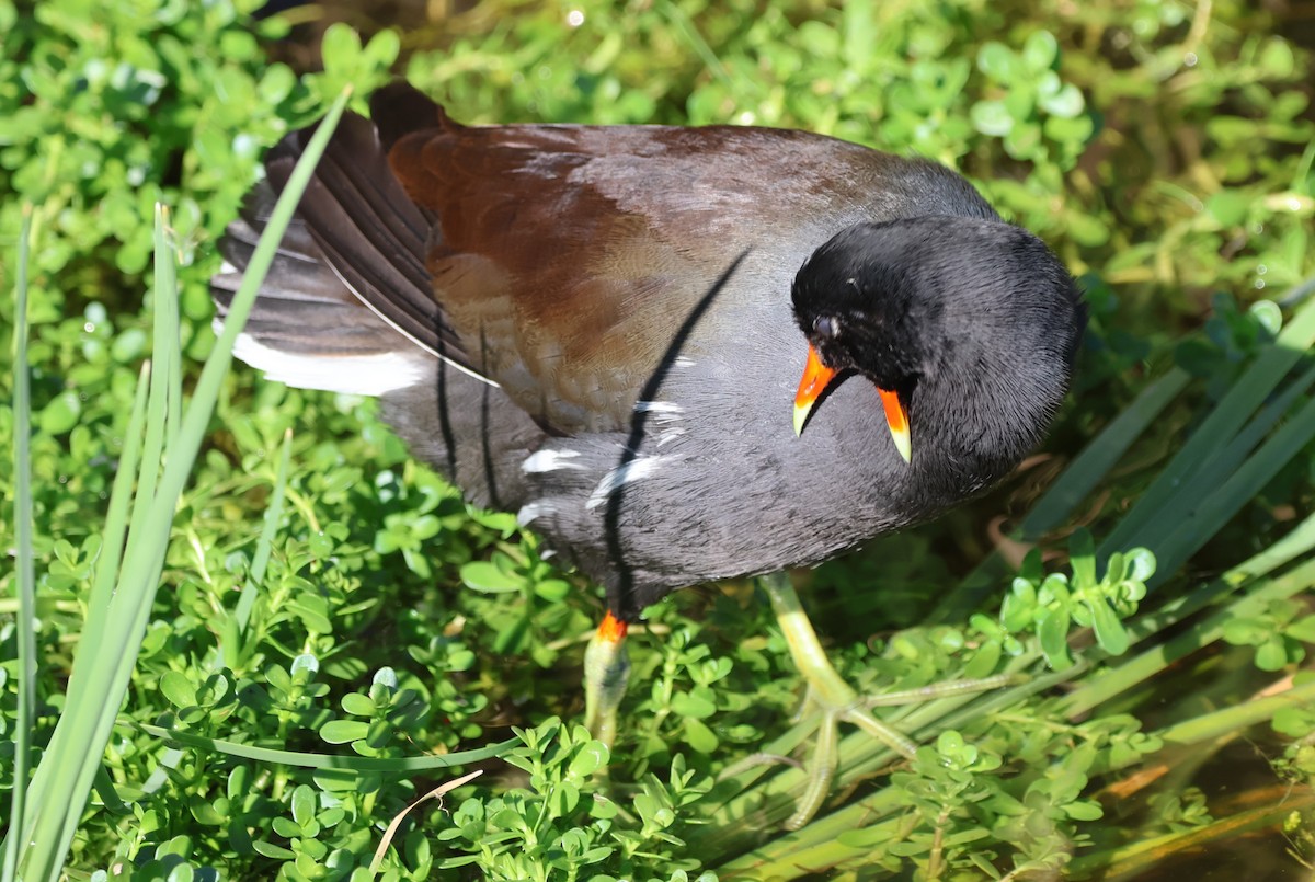 Amerika Sutavuğu - ML644898198