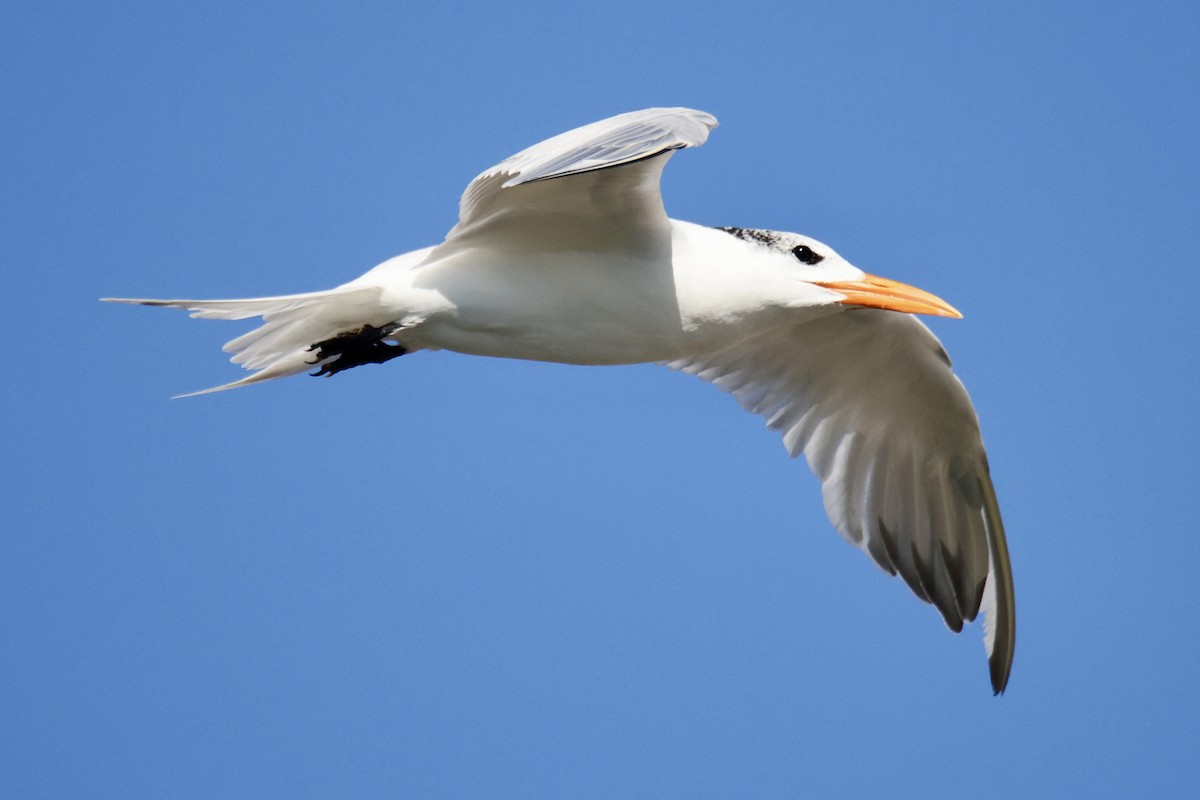 Royal Tern - ML644898215