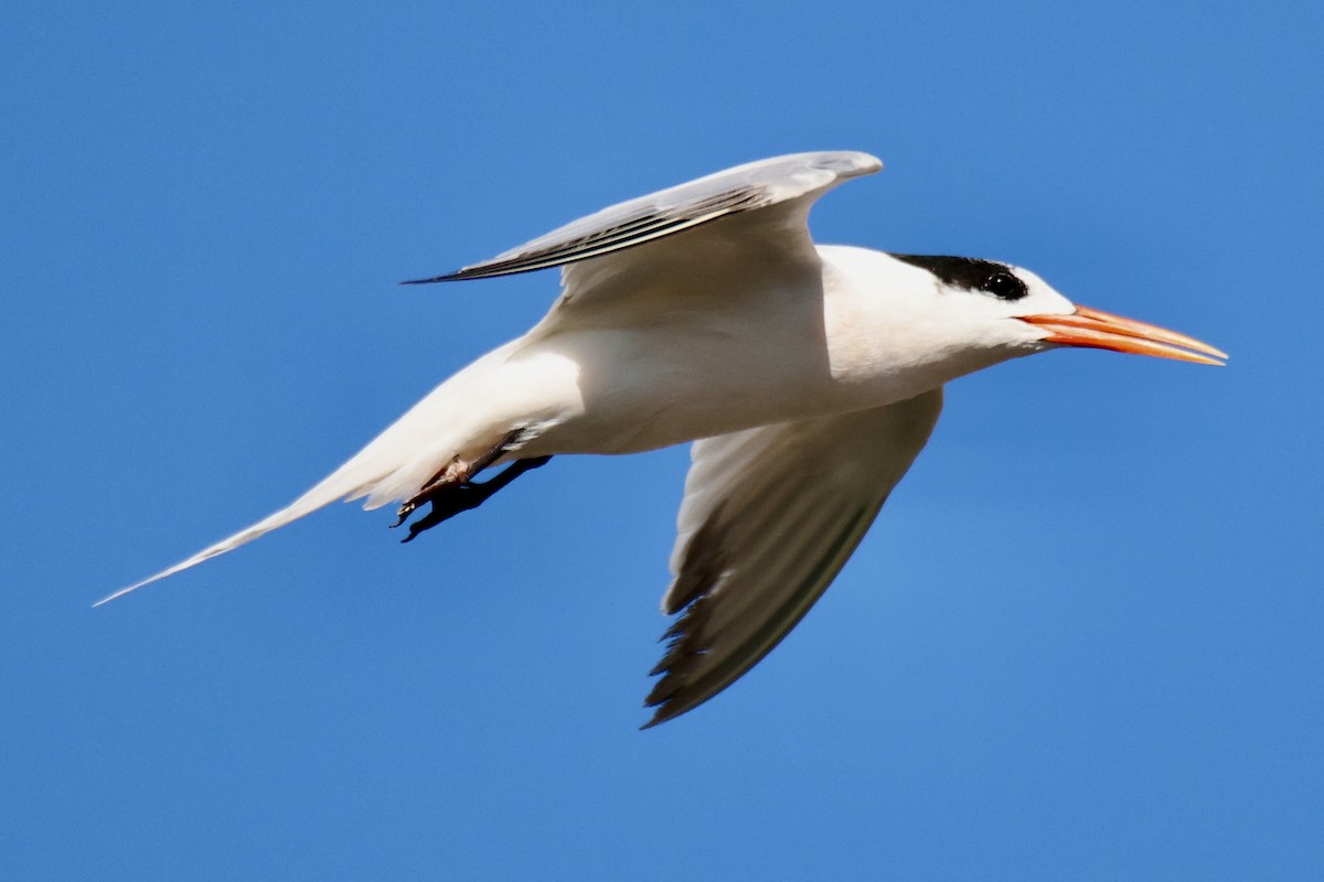 Elegant Tern - ML644898216