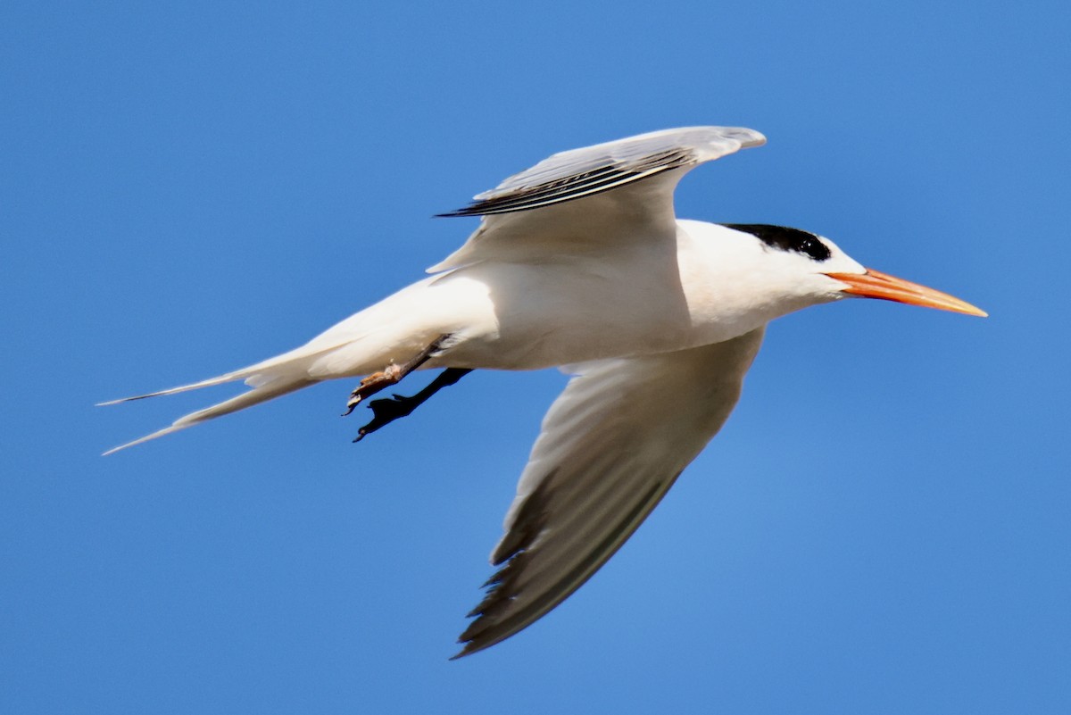 Elegant Tern - ML644898217