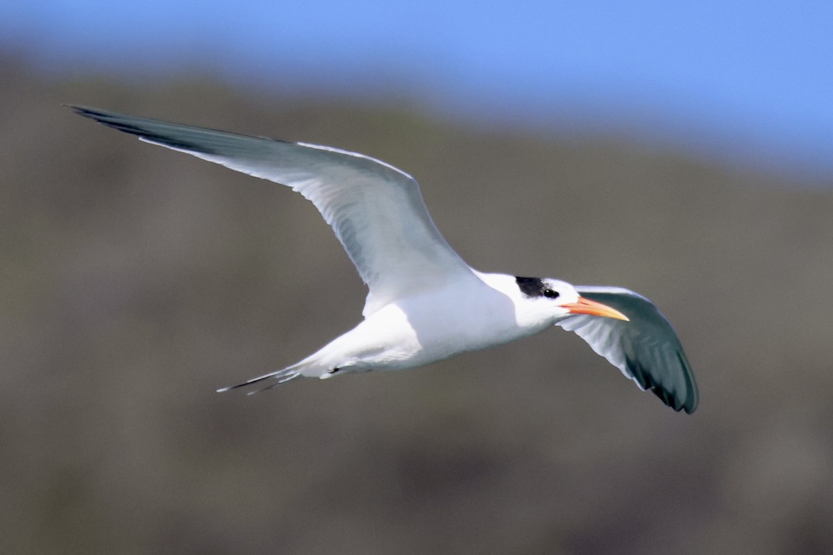 Elegant Tern - ML644898218
