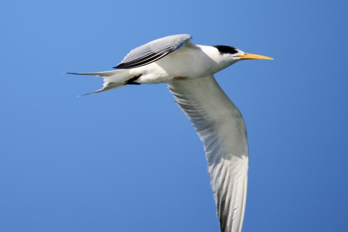 Elegant Tern - ML644898219