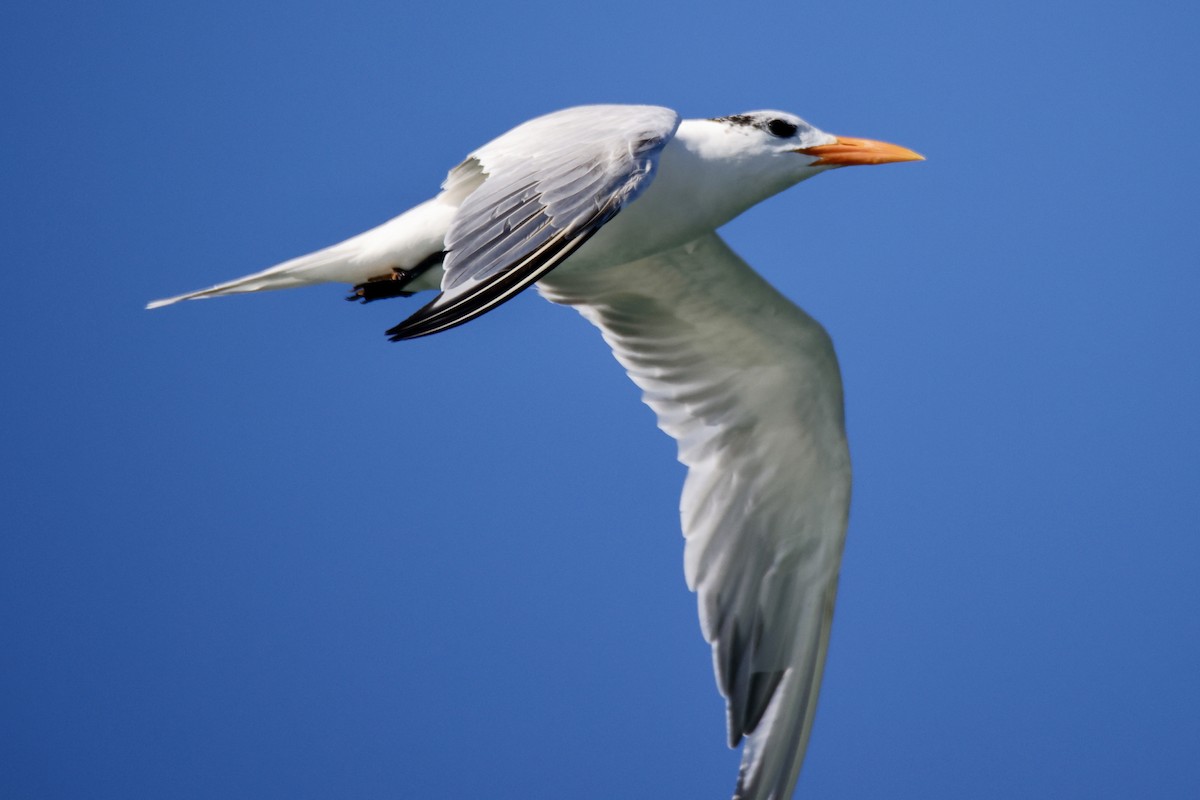 Royal Tern - ML644898220
