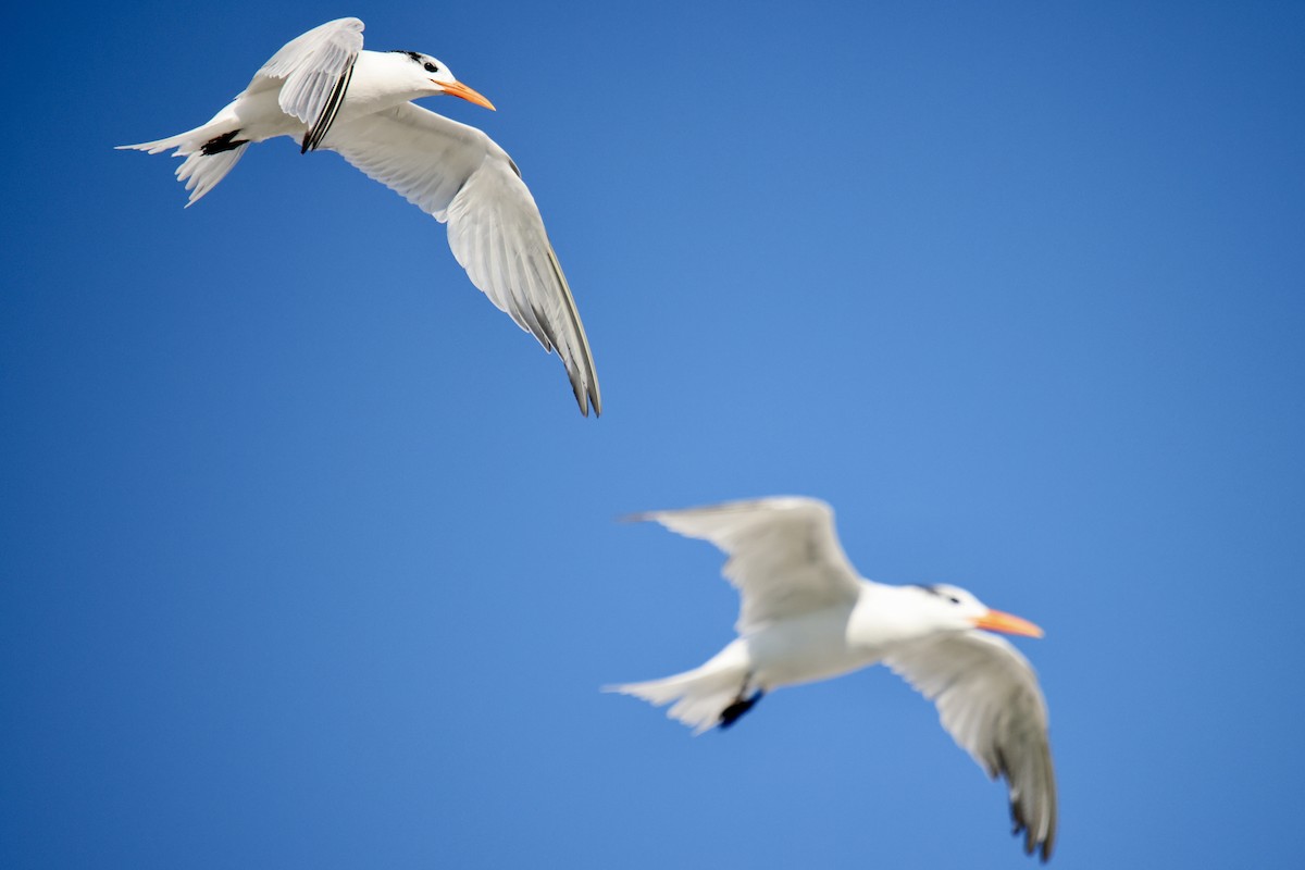 Royal Tern - ML644898222