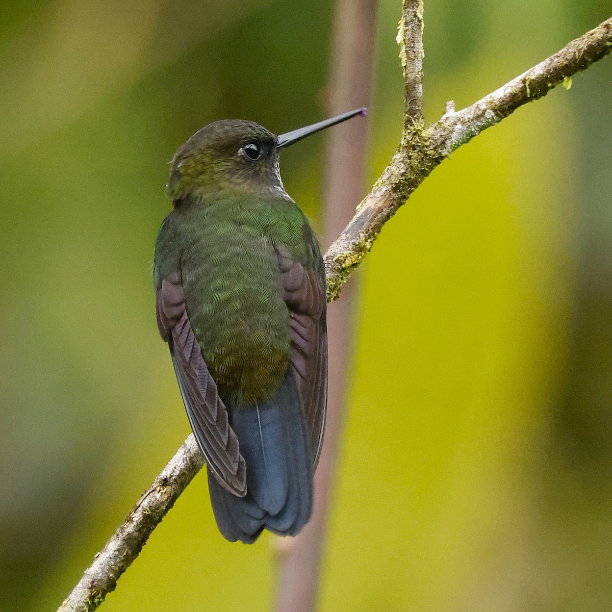 Hoary Puffleg - ML644898223