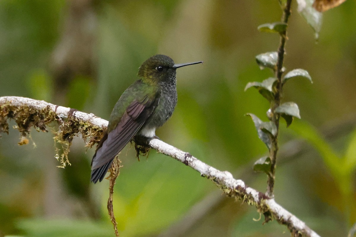 Hoary Puffleg - ML644898224
