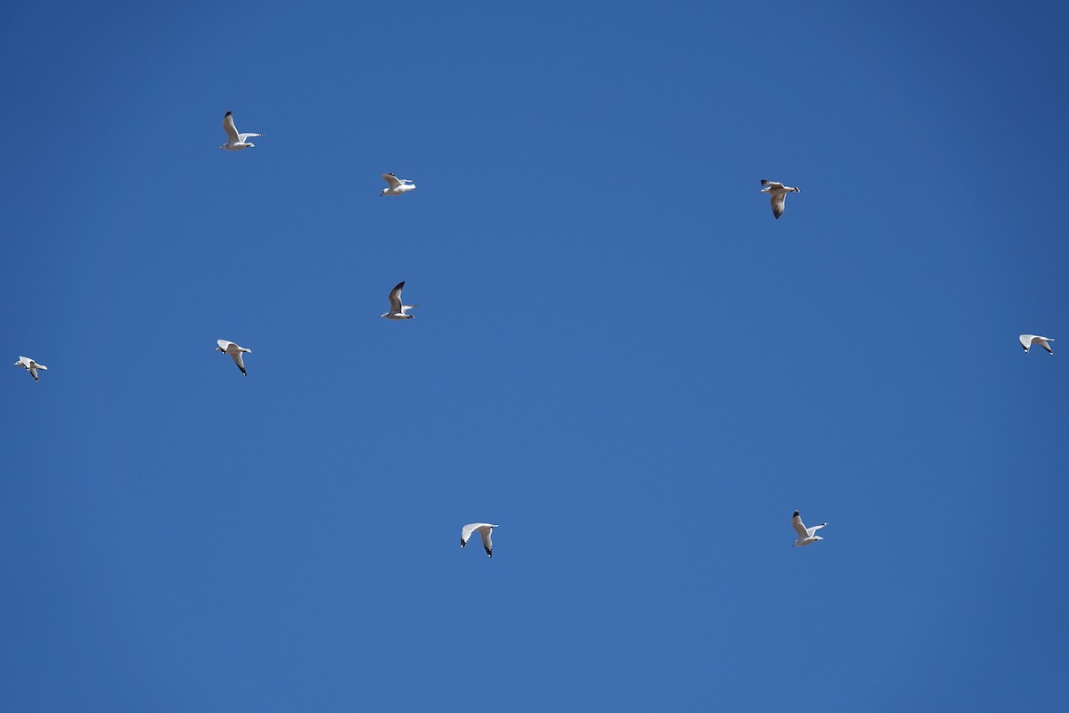 Ring-billed Gull - ML644898232