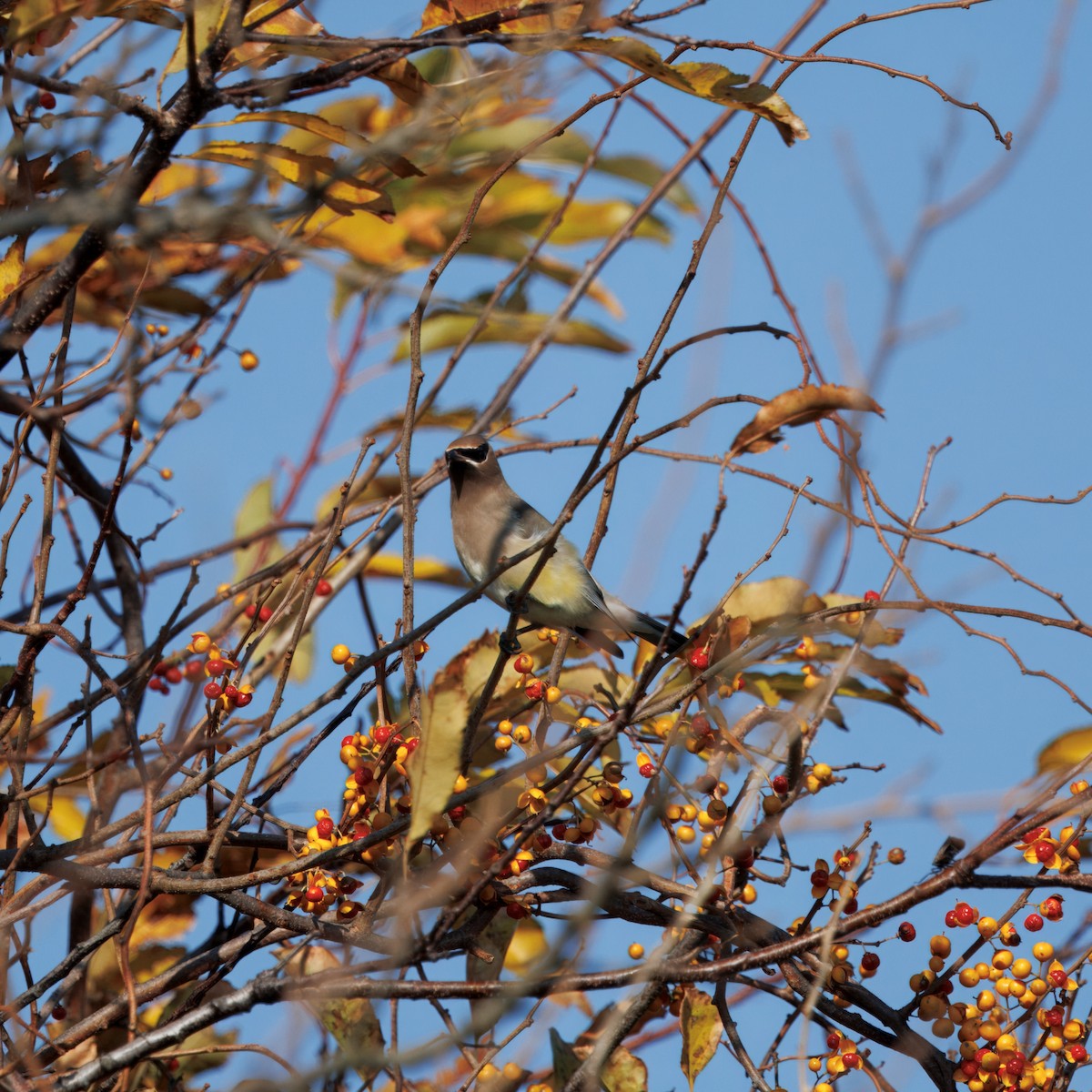 Buztanori amerikarra - ML644898243