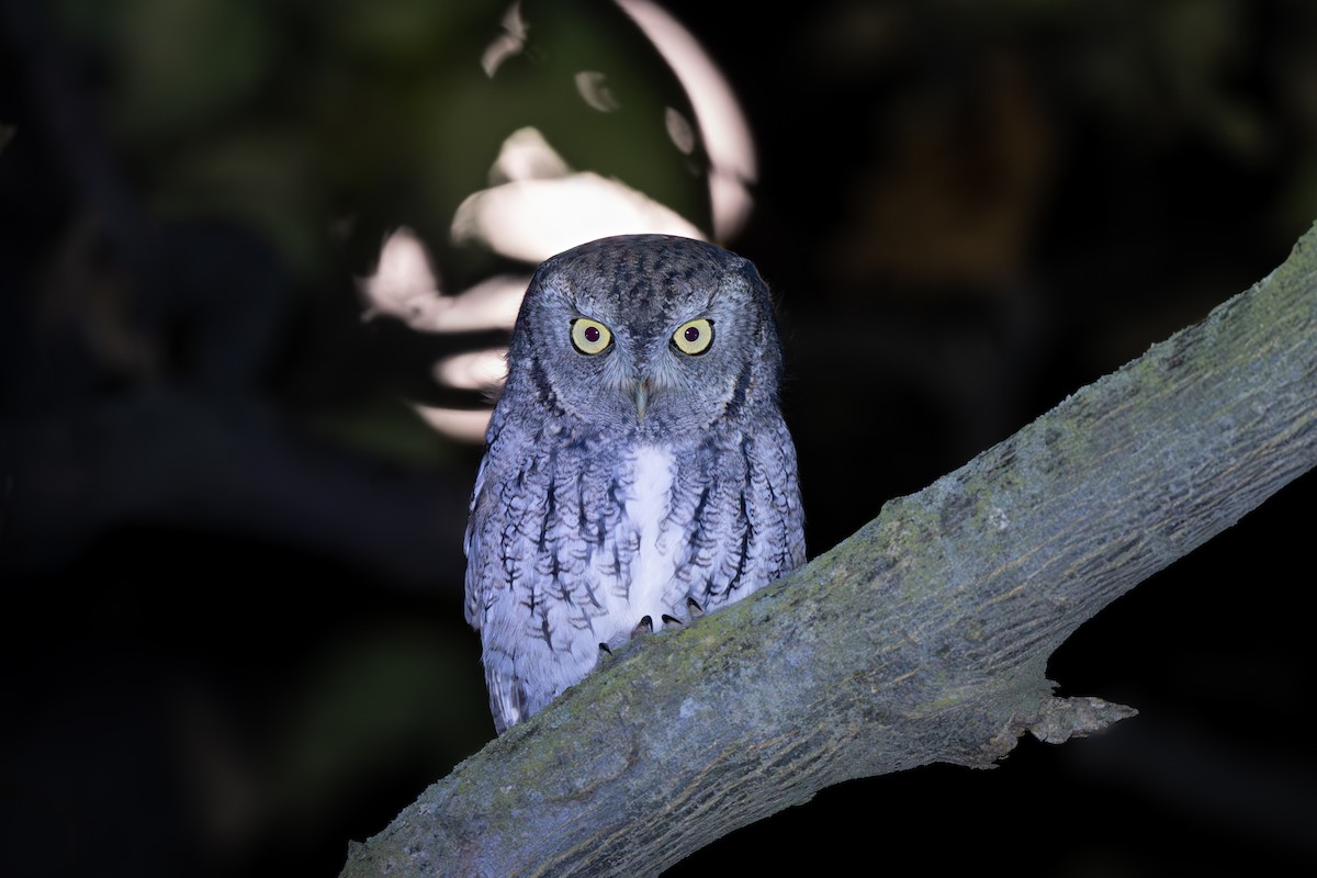 Eastern Screech-Owl - ML644898245