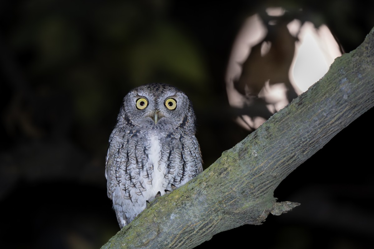 Eastern Screech-Owl - ML644898246