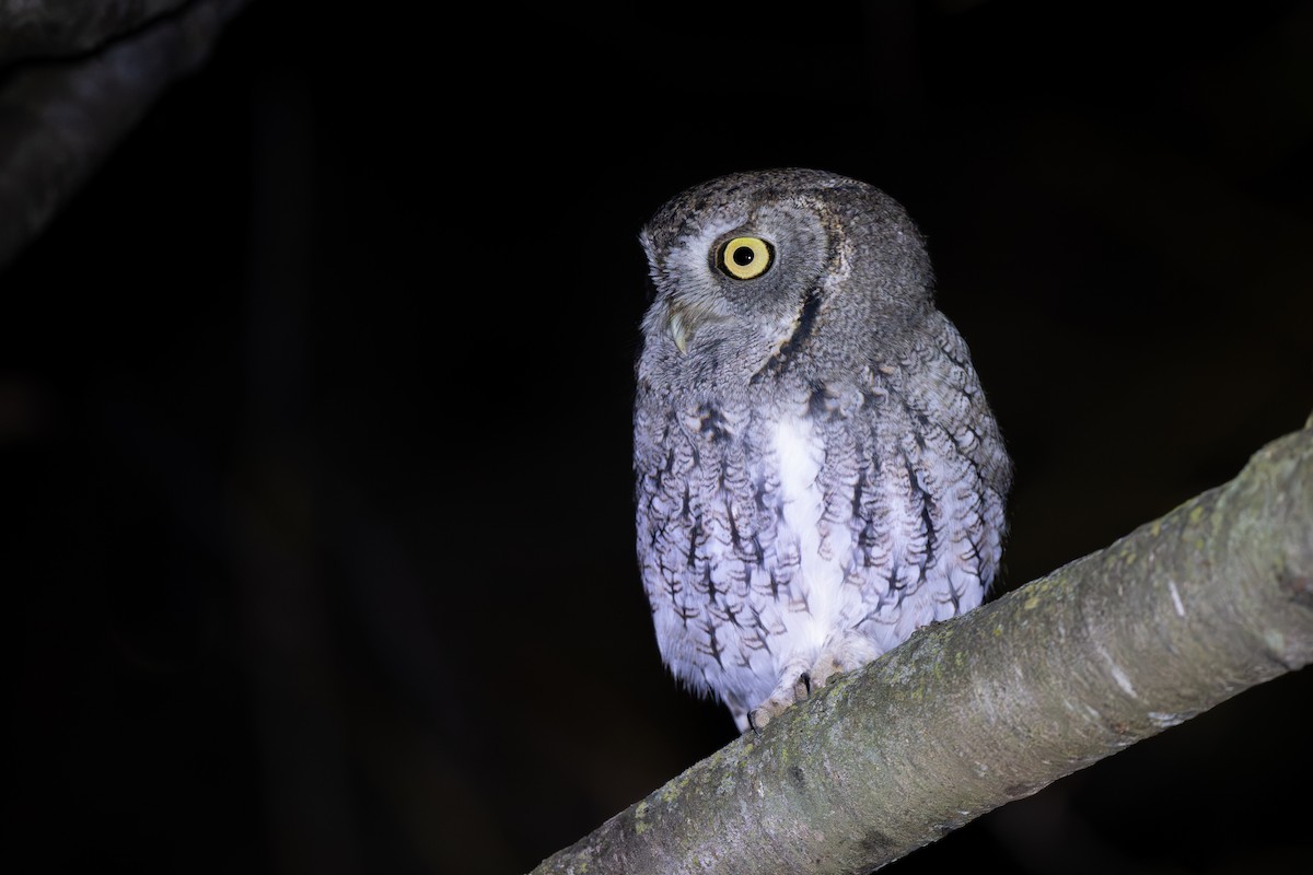 Eastern Screech-Owl - ML644898247