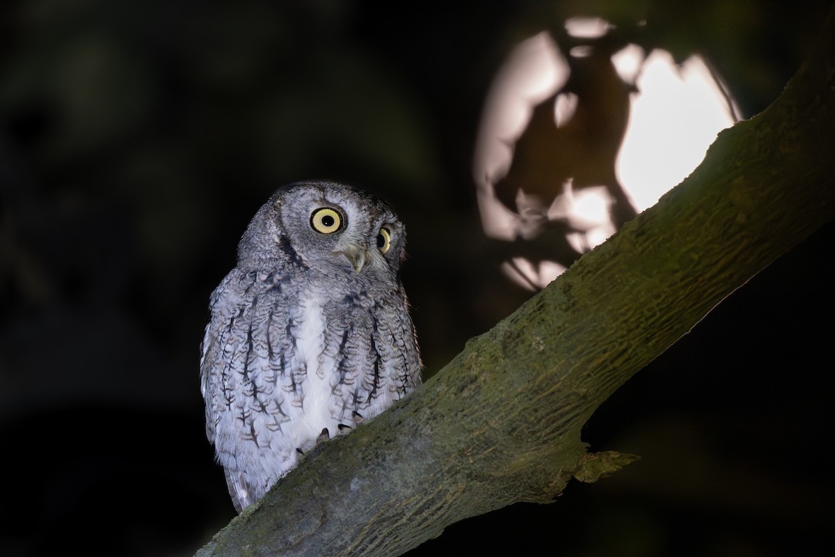 Eastern Screech-Owl - ML644898248