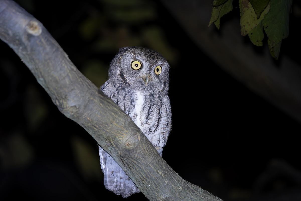 Eastern Screech-Owl - ML644898249