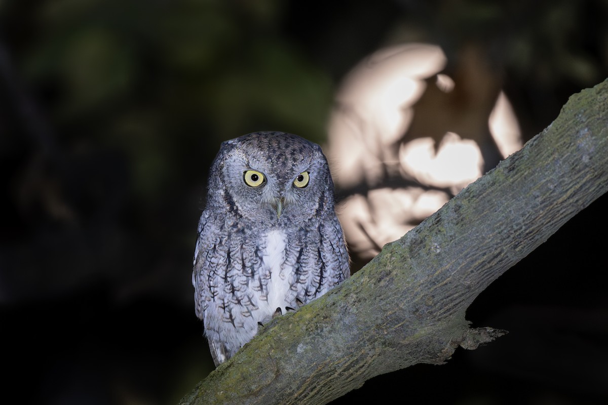 Eastern Screech-Owl - ML644898250
