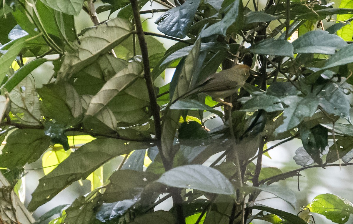 Rotkopf-Buschtimalie - ML644898251